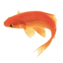 Addison logo