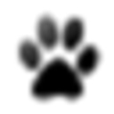 Agilitum logo