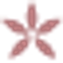 Agpriceflowers logo