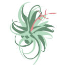 Air Plant City logo