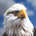 Nj Alliance For Action logo