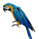 Animal Magic logo