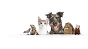 Ashleigh Veterinary Centre logo