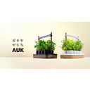 Auk