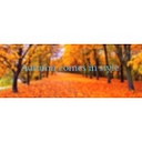 Autumn logo