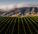 Baileyana Winery logo