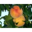 Baird Family Orchards logo