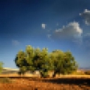 Bari Olive Oil Co. logo