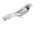 Nightjar logo