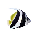 Great Barrier Reef Foundation logo