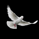 believer logo