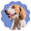 Bellevue Animal Hospital
