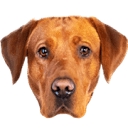 Best Care Home Services