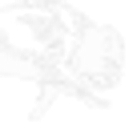 Bison Engineering, Inc. logo