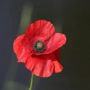 bitesizedgardening.co.uk logo