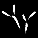 Blackbird Studio logo
