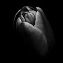 The Black Tulip Organization logo