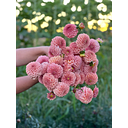 Bloom Floral
