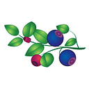 Blueberry Brand