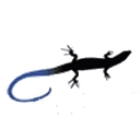Bluetail Medical Group Llc logo