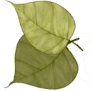 Bodhi Technologies logo
