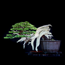 Bonsai Unlimited