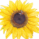 Botanicalinterests