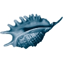 Brain Nutrients NL & BE logo