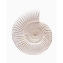 Bridge Petroleum Limited logo