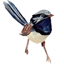 Brisbane Wellbeing Clinic logo