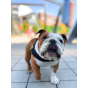 thebullhug.com