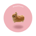 Bunny Fashion Wear