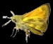 butterfliesandmoths.org logo