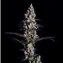 California Seed & Plant Lab