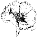 Calyx Press logo