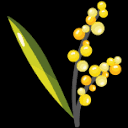 Camping Les Mimosas logo