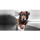 CanineCeuticals