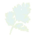 CANNELLE logo