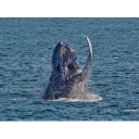 Cape May Whale Watcher logo