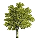 Capital Arborists, Inc. logo