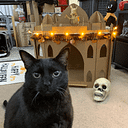 Cardboard Cat Homes