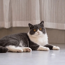 Cats Limited Veterinary Hospital logo