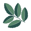 Catspring Yaupon logo