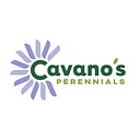 Cavano's Perennials, Inc. logo