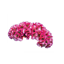 Celosia Therapeutics logo