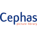Cephas Consultancy Services Private Limited