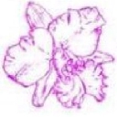 Chadwick & Son Orchids Inc logo