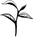Charleston Tea Plantation logo