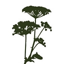 Charlotte Hupfield Ceramics logo