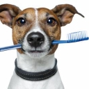 Chatfield Veterinary Hospital logo